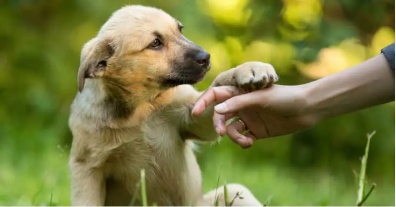 What Is Your Dog Telling You When It Paws You? We May Have Some Answers.