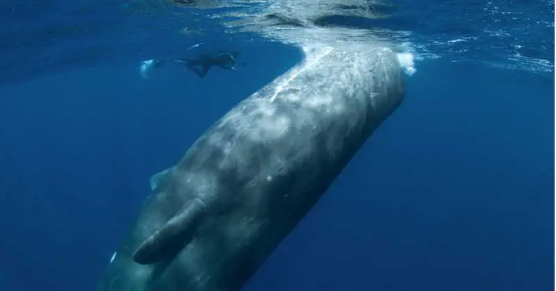 Spectacular Video of Sperm Whales Communicating with Divers Using Clicking Noises