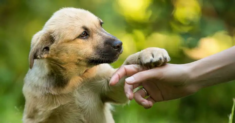 Photo of dog gently pawing owner's hand