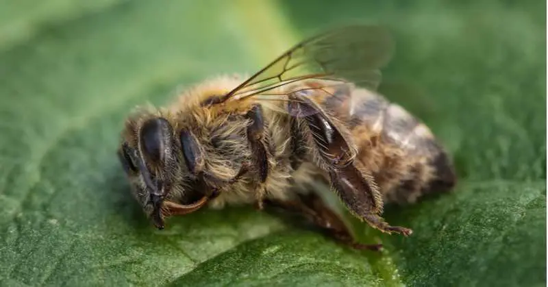 That Glass of Almond Milk…Honeybees are Dying for You to Drink It