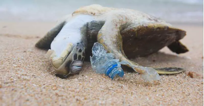 China is Trashing the Ocean But We've All Helped
