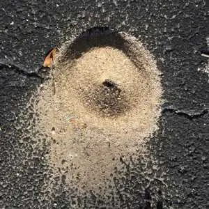 Ant hill in the middle of pavement