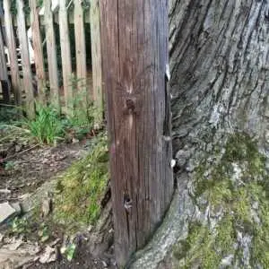 A tree has grown around a utility pole