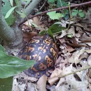 Box turtle hiding in its shell nestled in leaves