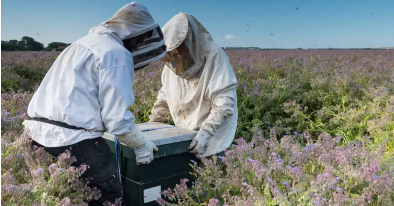 Beekeepers Working Close to One Another