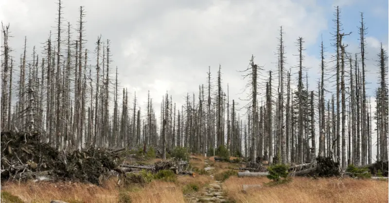 Ghost Forests: Sad Legacies of Climate Change