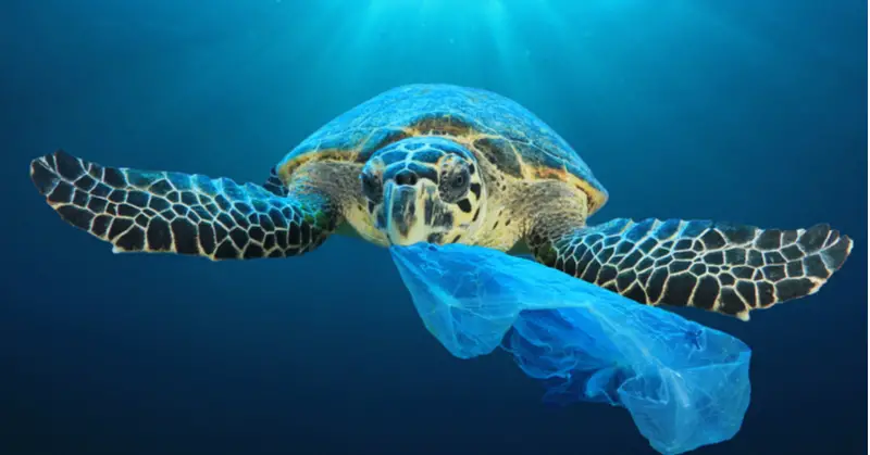 Sea turtle with plastic bag in the ocean