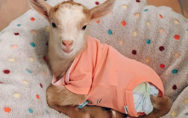 Baby rescue goat with deformed legs