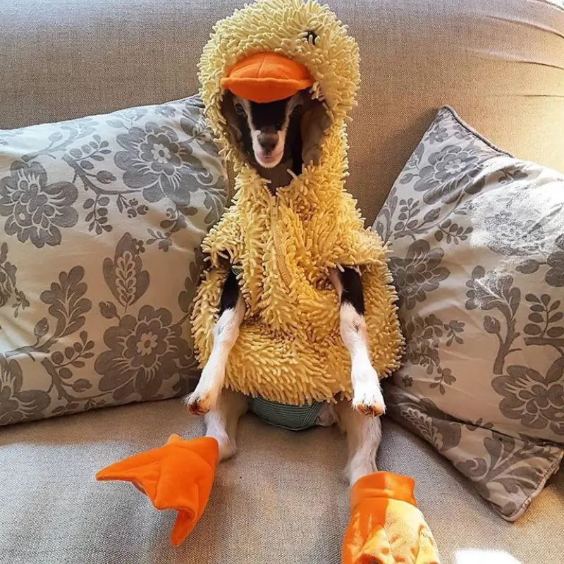 Polly rescue goat in duck costume that calms her