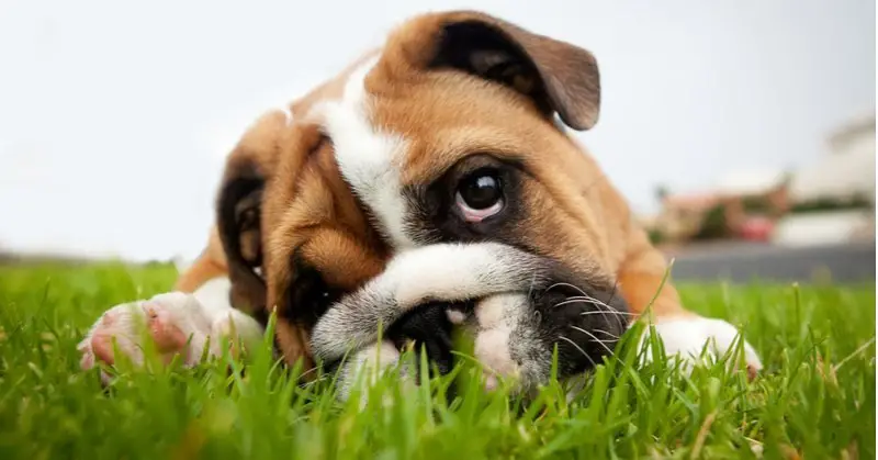 Bulldog puppy in grass