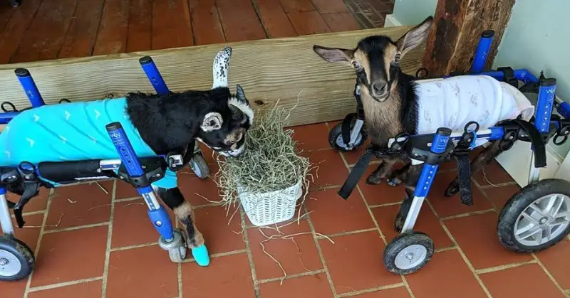 Timmy and Peeps differently-abled goats