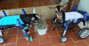 Timmy and Peeps Rescue Goats with Wheelchairs