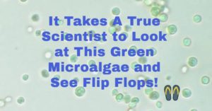 Microalgae viewed under a light microscope