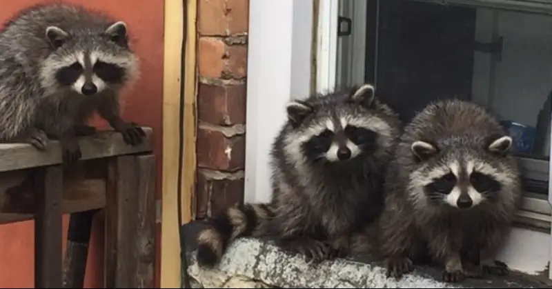 Backyard Raccoons