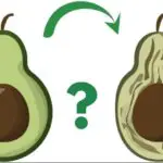 Illustration of Ripe and Overripe avocados