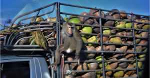 Monkey with coconut harvest