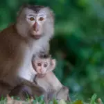 Southern pig-tail macaque mother with her baby