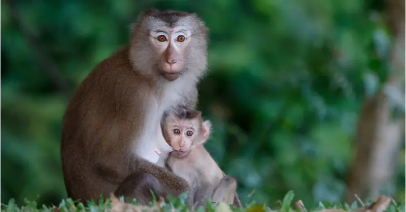 Southern pig-tail macaque mother with her baby