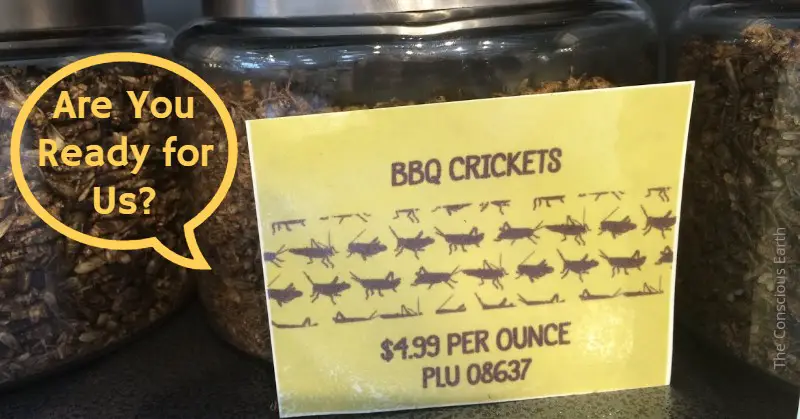 Jar of BBQ crickets