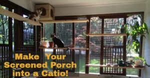 Photo of Catio with two kitties