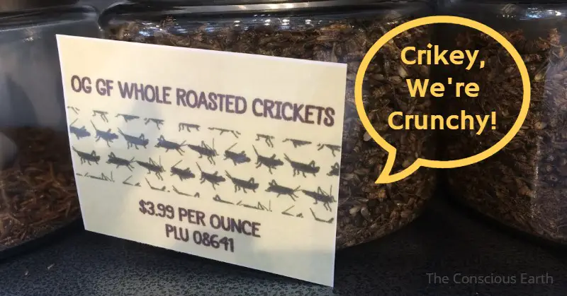 Jar of Roasted Crickets