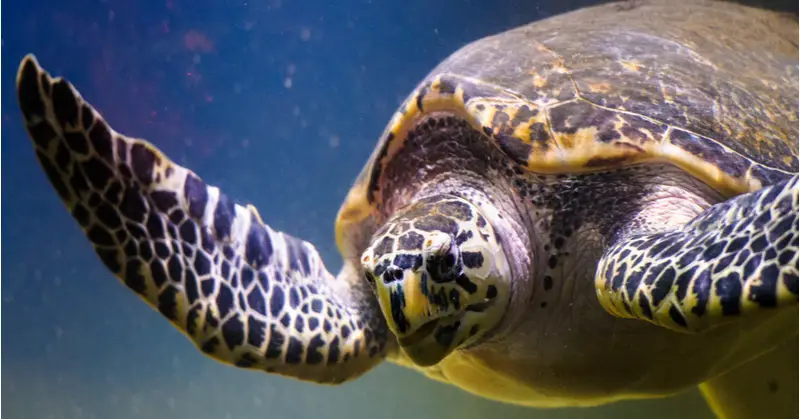 Photo of Loggerhead Sea Turtle