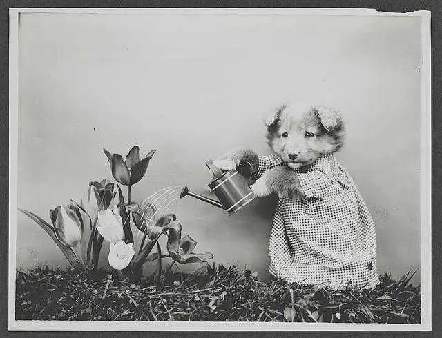 Photograph shows a puppy wearing a dress and watering tulips