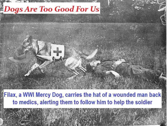 Filax, a WWI Mercy Dog