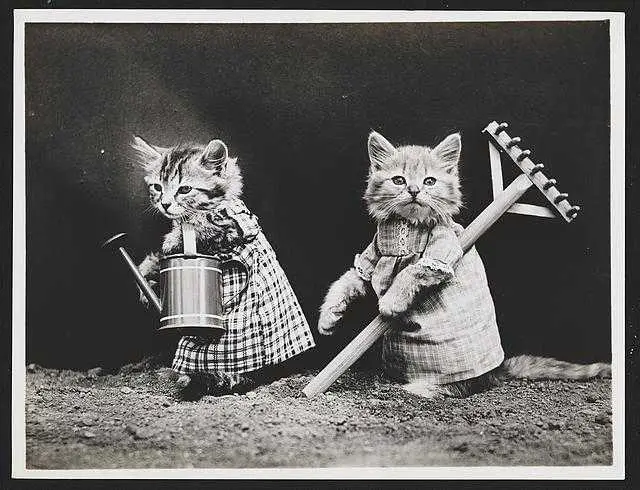 Two kittens with rake and watering can