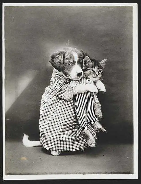 Photo of puppy holding kitten