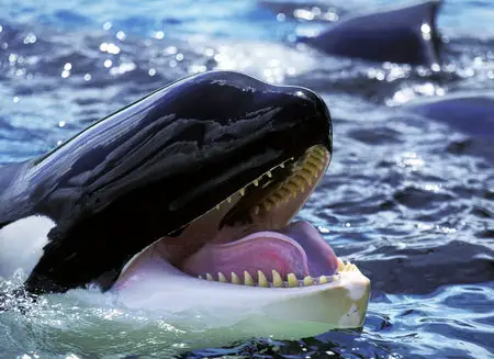 Lolita The 57-Year-Old Orca Dies Shortly Before Her Release From Captivity