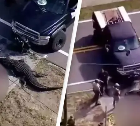 Resident calls authorities after seeing an alligator with human remains in a Pinellas canal