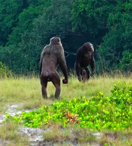 Chimpanzees are killing gorillas unprovoked for the first time: scientists