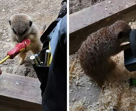 His Dad’s An Electrician In A Zoo And Here’s How He Spent His Morning With A Bunch Of Meerkats