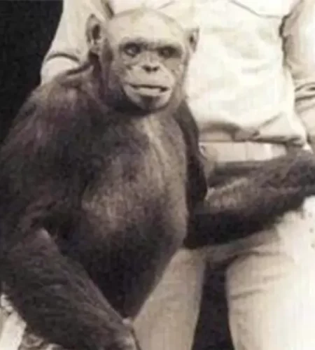 The Rumors Of A “Humanzee” Created In A 1920s Florida Lab