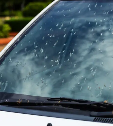 Why You See Fewer Bugs Splattering On Car Windshields Nowadays