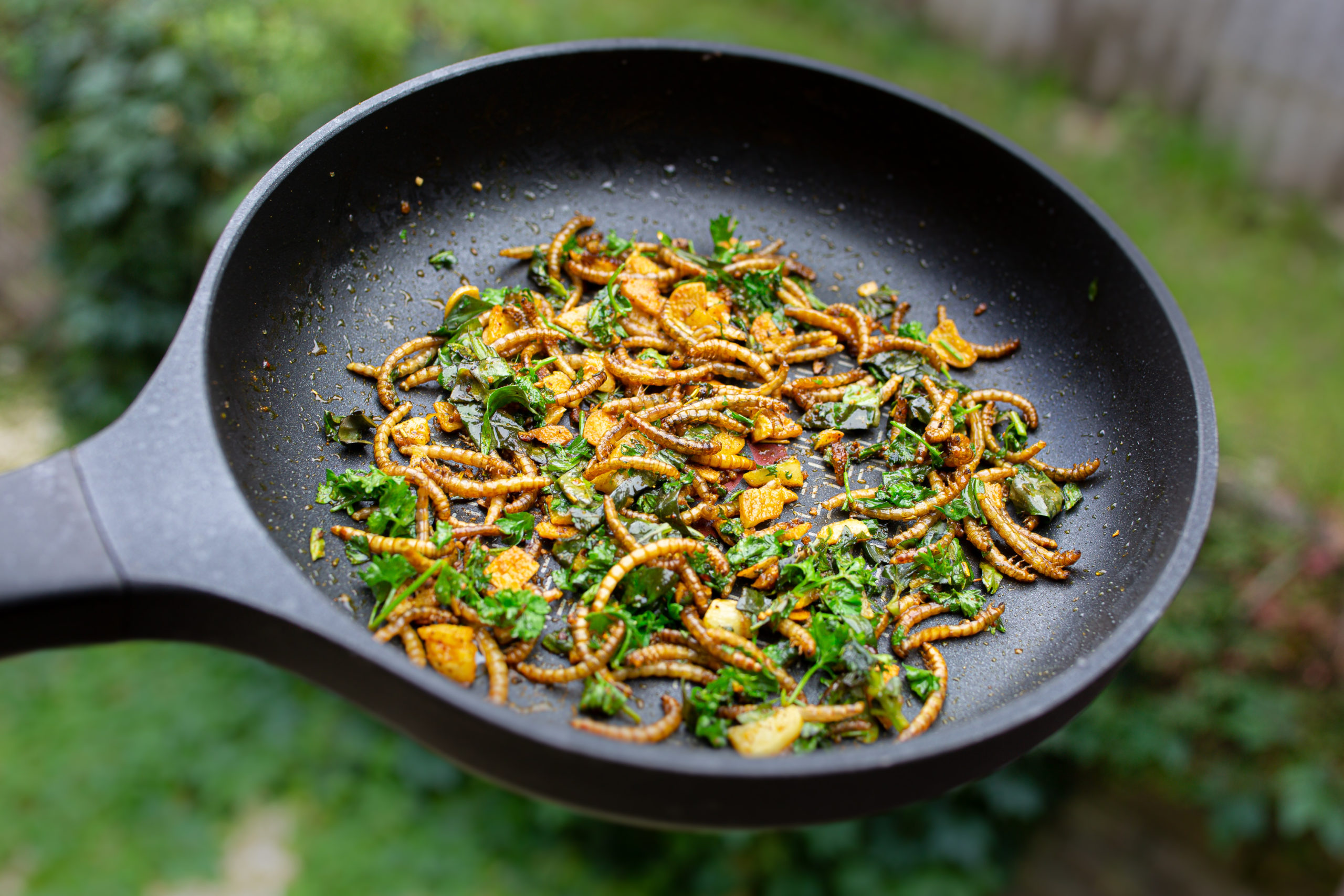 Frying,Of,Edible,Mealworm,Larvae,Mixed,With,Spice,And,Herbs