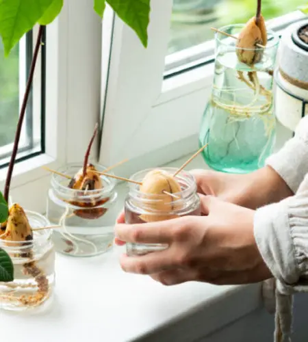 Can You Grow Avocado Trees Indoors in a Pot?