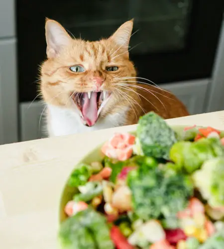 Expert insights from a Vet: Is a Vegan Diet Safe for Cats?
