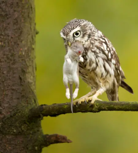 Using Owls to Control Pests in Vineyards: A Natural Approach