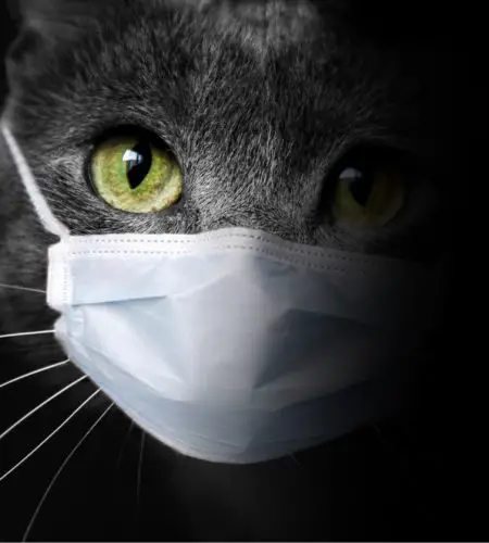 UK Detects 1st Case of Deadly Cat Coronavirus That Killed 8,000 Felines in Cyprus