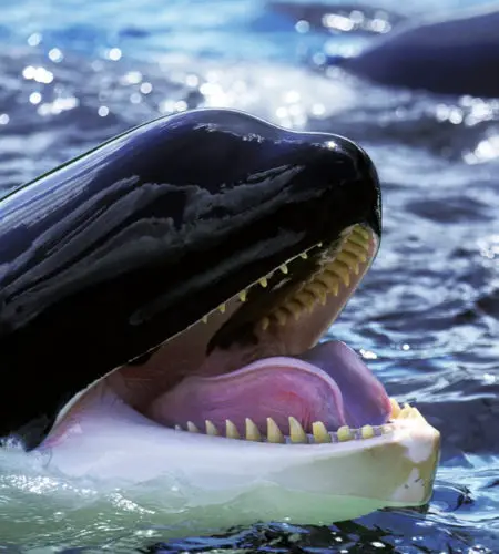 Horrifying Moment Orca Came to Viewing Window With Dead Seaworld Trainer in Its Mouth
