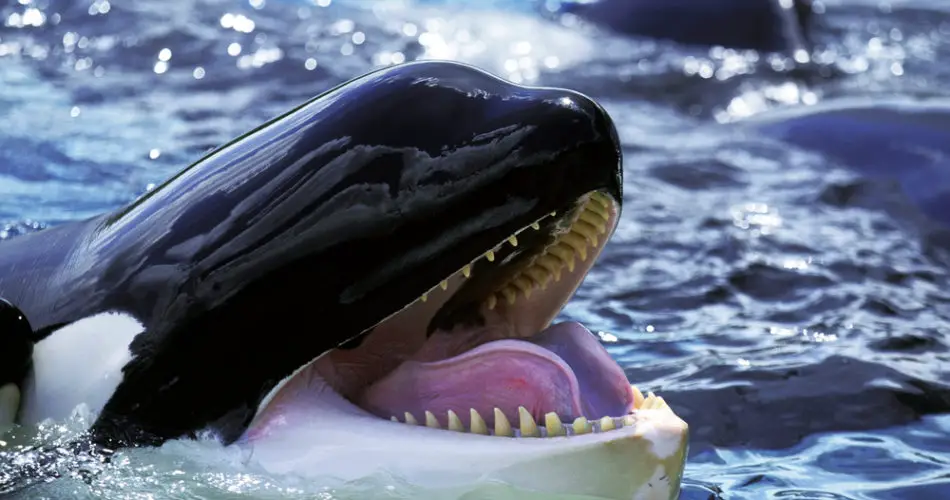 Killer whaler Orca