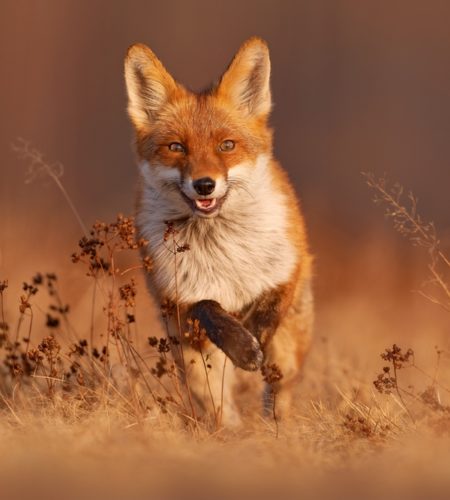 A Fox’s Right to Live Is More Important Than Your Desire to Wear Fur